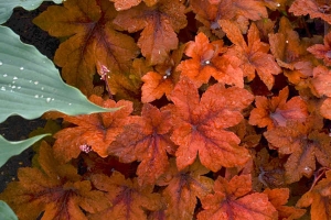 Heucherella 'Pumpkin Spice'